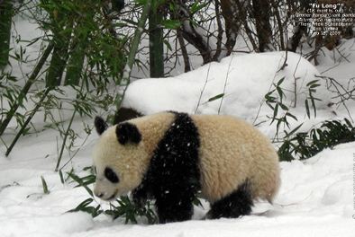 panda im schnee